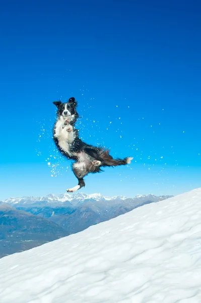 Border Collie hoppar i snön i berget — Stockfoto