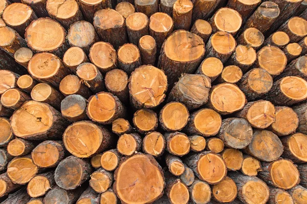 Troncos de madera apilada —  Fotos de Stock