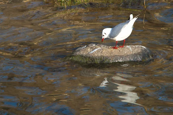 Seagull on the rock to the river — Stock Photo, Image