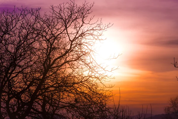 Ramos de árvore em um céu colorido pôr-do-sol laranja — Fotografia de Stock