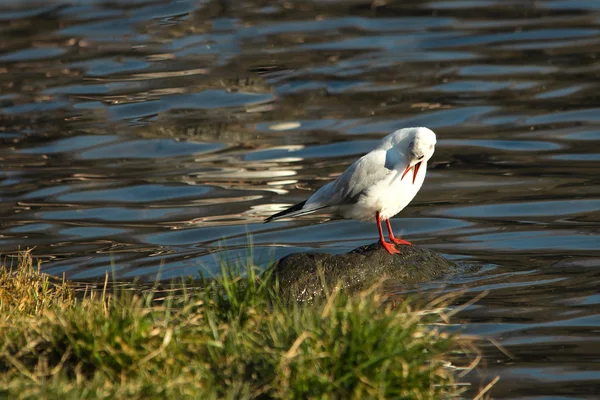 Gaviota en la roca con pico abierto — Foto de Stock