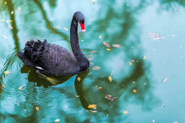 Un cisne negro en un estanque —  Fotos de Stock