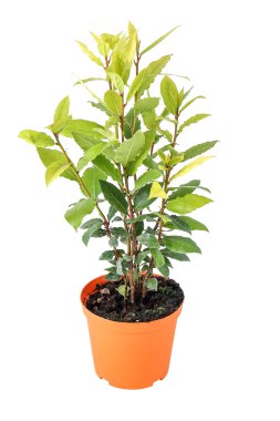 Alloro, damar pianta aromatica