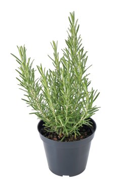 Rosmarino İtalya'nın, pianta aromatica damar içinde