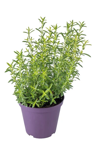 Santoreggia montana, pianta aromatica nel vaso — Foto Stock