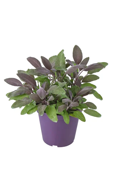Salvia fiore spiga viola pianta aromatica nel vaso — Foto Stock