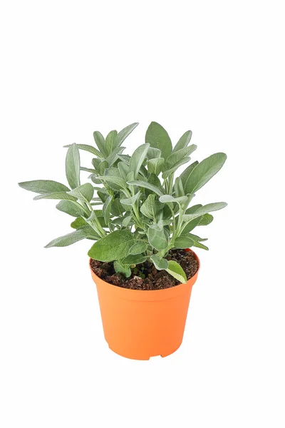 Salvione, pianta aromatica nel vaso — Foto Stock