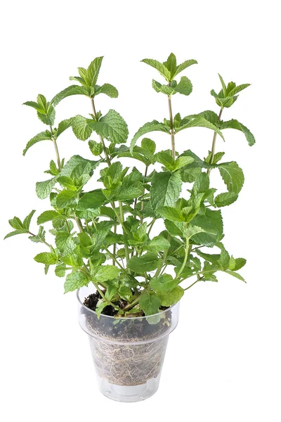 Menta classica, pianta aromatica i vaso Stockbild