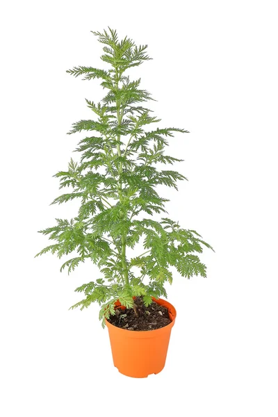 Artemisia annua, pianta i vaso Stockbild