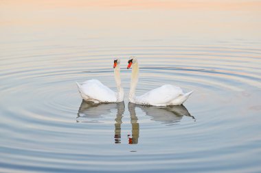 Gölde iki komşu kuğu.