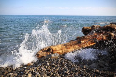 Bir kütükte deniz dalgası kırılıyor 
