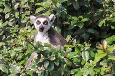 Torino hayvanat bahçesinde çizgili kuyruklu lemur..