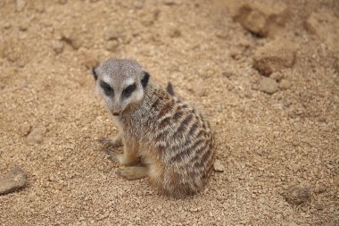 Siri, burada oturmuş izliyorum..