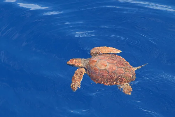 Sea Turtle Swimming Offshore — Stock Photo, Image