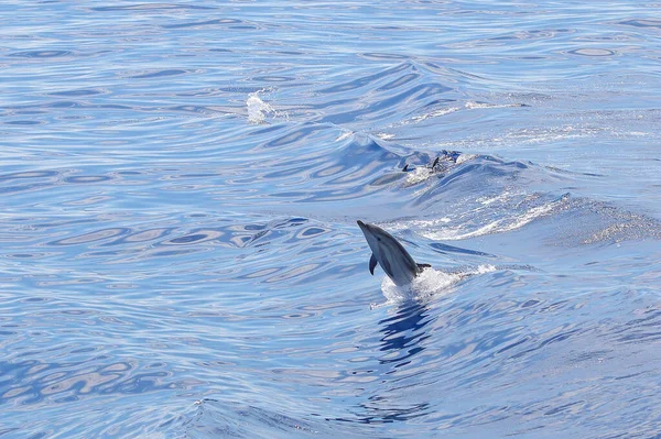 Delfin Ugrál Tenger Hullámain — Stock Fotó