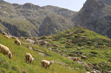 Dağlarda otlayan koyun sürüsü.