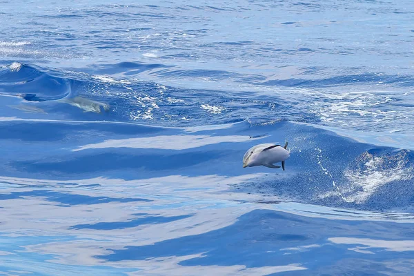 Golfinho Pulando Nas Ondas Mar — Fotografia de Stock