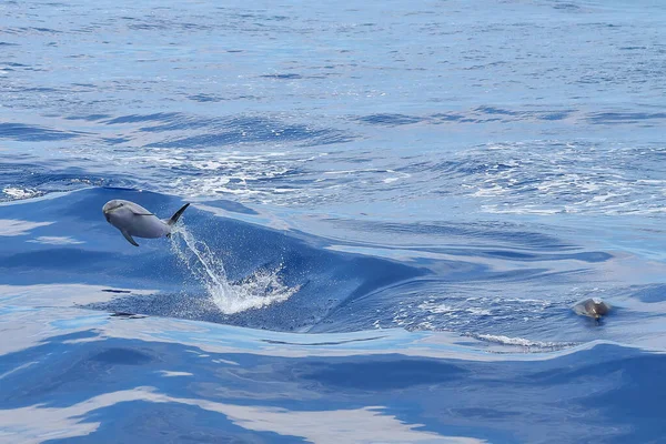 Delfino Che Salta Sulle Onde Del Mare — Foto Stock