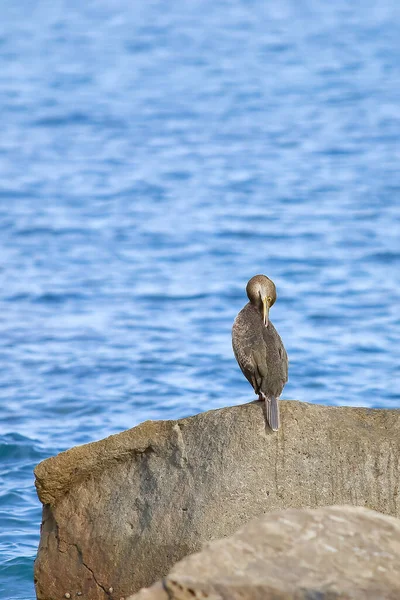 Cormorão Numa Rocha Junto Mar Que Está Ser Limpa — Fotografia de Stock