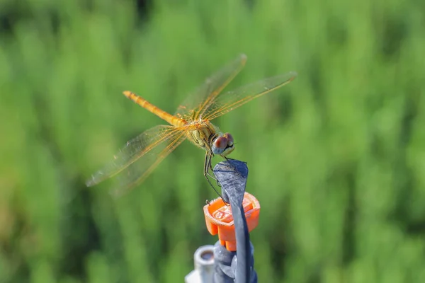 Su fıskiyesine yaslanan yusufçuk.