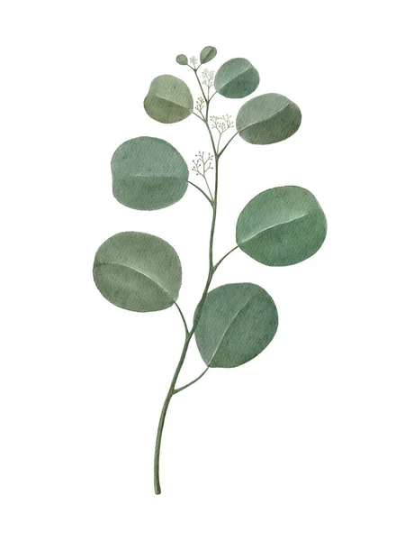 Watercolor silver dollar eucalyptus branch — Stock Photo, Image