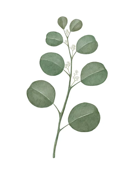 Watercolor silver dollar eucalyptus branch — Stock Photo, Image