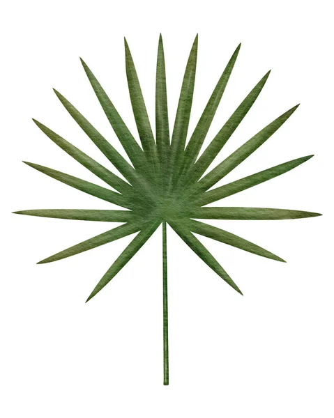 Tropical fan palm leaf watercolor illustration — Stock Photo, Image