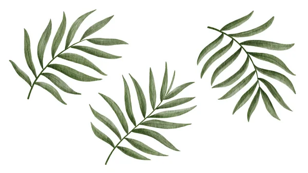 Palma tropicale foglie acquerello illustrazione — Foto Stock
