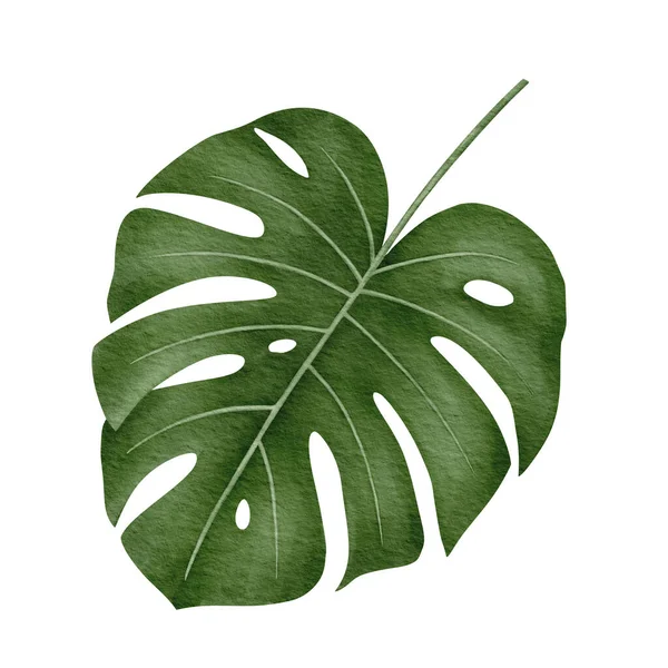 Watercolor monstera deliciosa tropical leaf — Stock Photo, Image