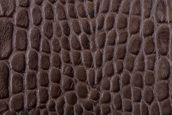 Pelle di alligatore marrone da vicino — Foto Stock