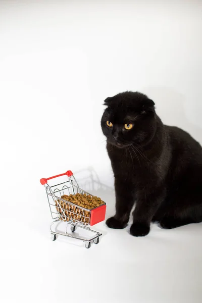 노란 눈을 가진 검은 고양이가 고양이 먹이가 가득 한 쇼핑 바구니에 앉아 있다. 로열티 프리 스톡 사진