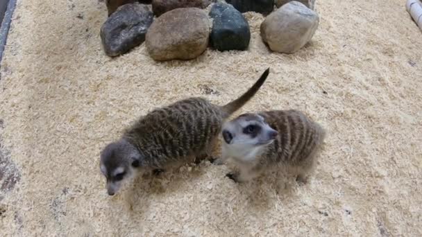 Familia Meerkat, un mamífero de la familia de las mangostas. — Vídeo de stock