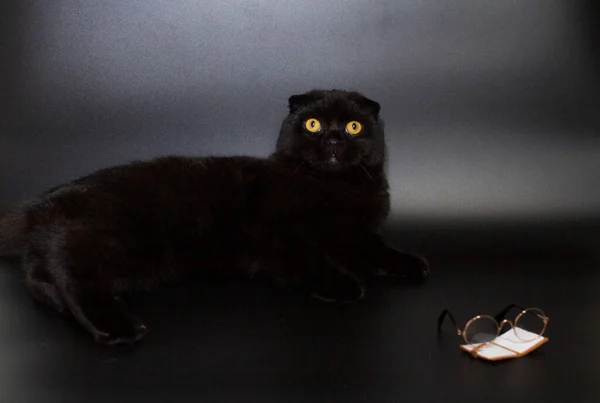 Piękny czarny kot czyta książkę leżącą na ciemnym tle. — Zdjęcie stockowe