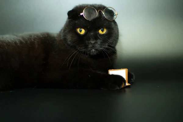 Un beau chat noir avec des lunettes lit un livre couché sur un fond sombre. — Photo