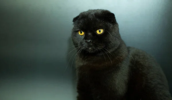 Belo gato escocês dobrar em um fundo escuro. — Fotografia de Stock