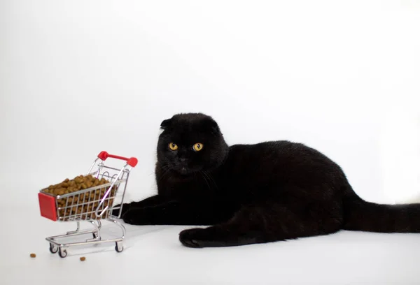 Um gato preto com olhos amarelos senta-se com uma cesta de compras cheia de comida de gato. — Fotografia de Stock