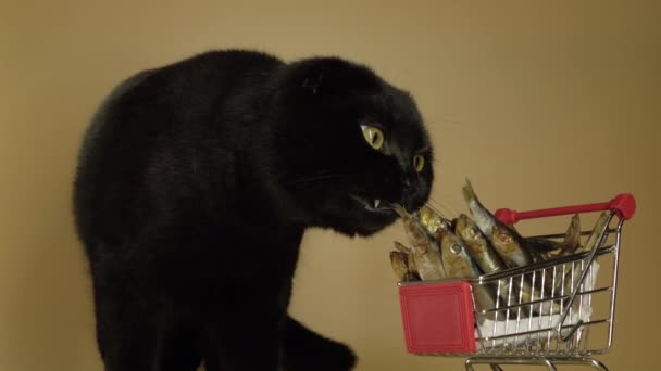 Μαύρη γάτα με καλάθι γεμάτο ψάρια. — Αρχείο Βίντεο