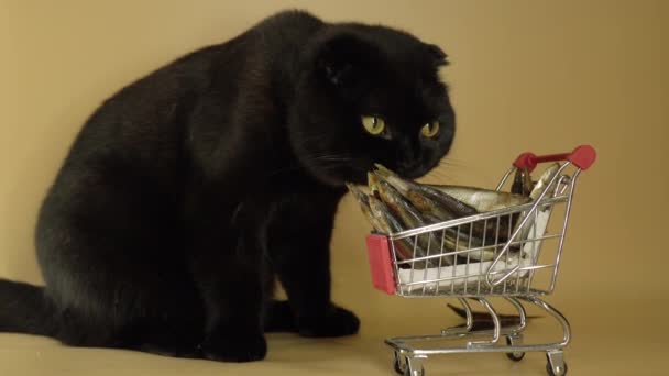 Black cat with a shopping basket filled with fish. — Stock Video