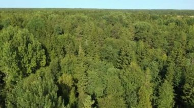 Ormanın üzerinde uçuyor. İnsansız hava aracı ağaçların üzerinden uçuyor..