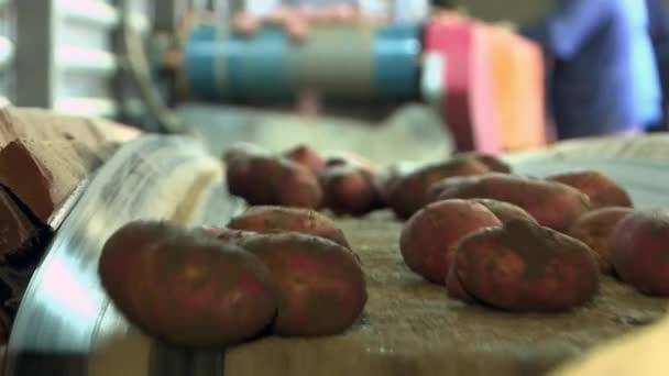 Ziemniaki na przenośniku taśmowym. Instalacje do sortowania i przetwarzania ziemniaków. — Wideo stockowe