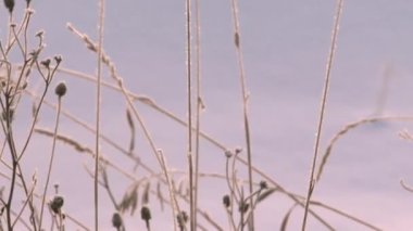 Kış tarlasında çimlerin üzerinde buz. Soğuk hava yüzünden. Güneşli, soğuk bir sabah.