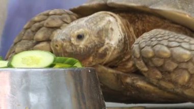 Karada yaşayan Galapagos kaplumbağası salatalık yemeyi sever..