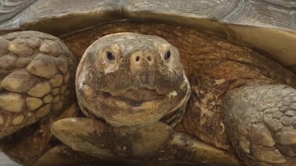 La tartaruga di Galapagos di abitazione della terra ama mangiare cetrioli. — Video Stock
