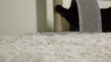 Siyah bir kedi tırmalama sonrası pençelerini keskinleştirir..