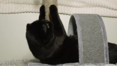 Siyah bir kedi tırmalama kazığında pençelerini biler..