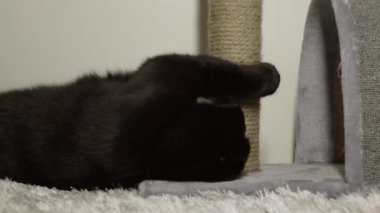 Siyah bir kedi tırmalama kazığında pençelerini biler..