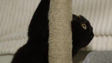 Siyah bir kedi tırmalama kazığında pençelerini biler..