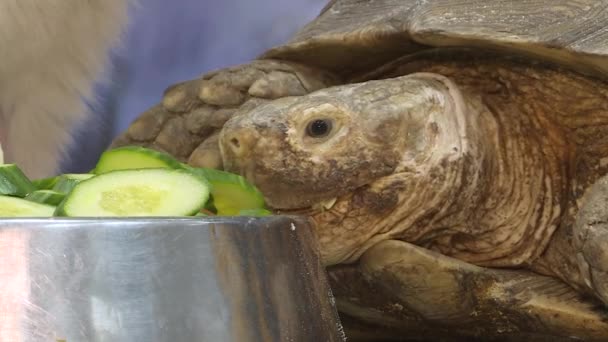 Die landlebende Galapagos-Schildkröte frisst gern Gurken. — Stockvideo