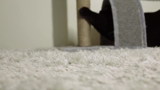 Černá kočka zaostří drápy na poškrábání sloupu.Zpomalený pohyb. — Stock video