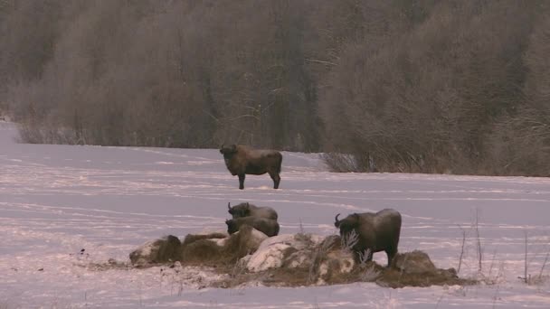 Europeisk bisonoxe i naturen på vintern. Vilda djur i vinternaturen. — Stockvideo